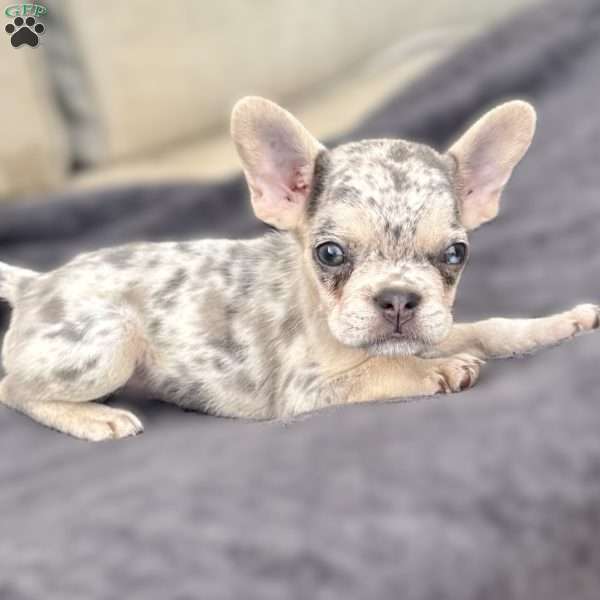 Mocha, French Bulldog Puppy